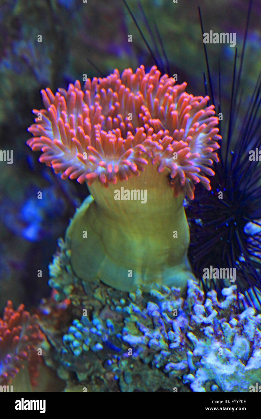 four-colored anemone, bubble-tip anemone, bulb-tip anemone, bulb-tentacle sea anemone, maroon anemone (Entacmaea quadricolor), with sea urchin Stock Photo