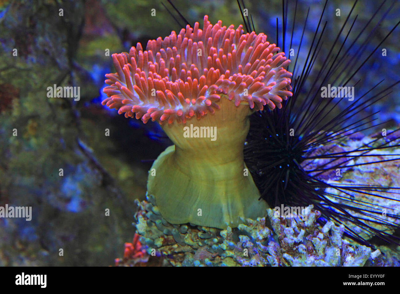 four-colored anemone, bubble-tip anemone, bulb-tip anemone, bulb-tentacle sea anemone, maroon anemone (Entacmaea quadricolor), with sea urchin Stock Photo
