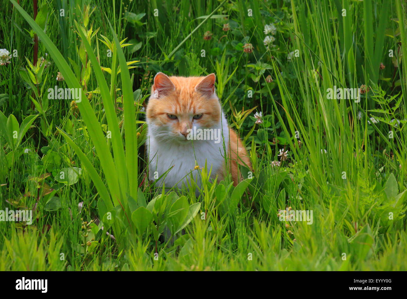domestic cat, house cat (Felis silvestris f. catus), looking for mice