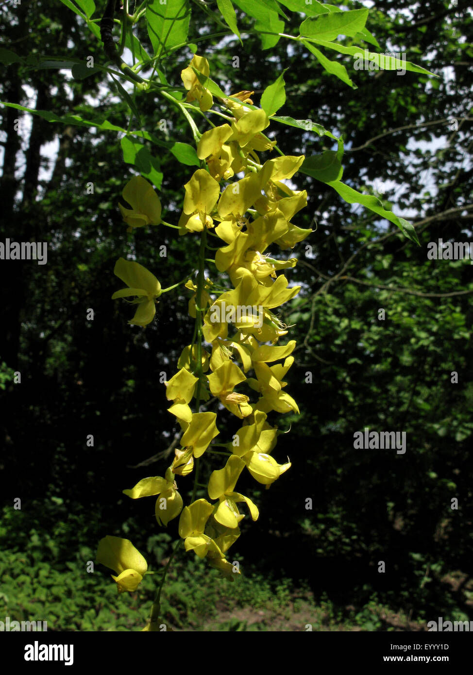 Alpine Laburnum (Laburnum alpinum), inflorescence Stock Photo