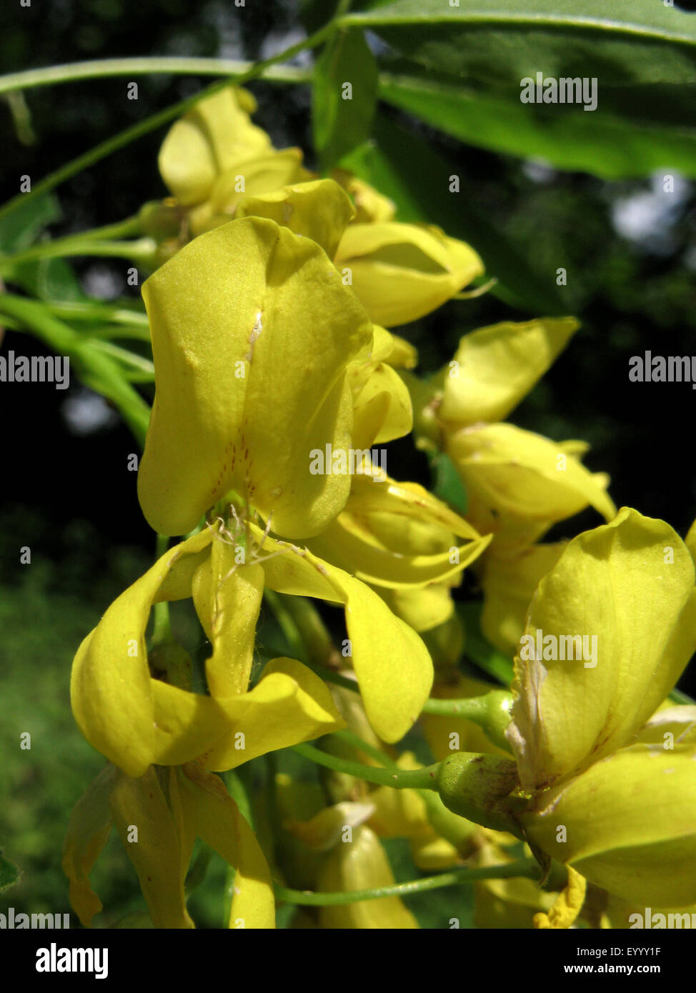 Alpine Laburnum (Laburnum alpinum), flower Stock Photo