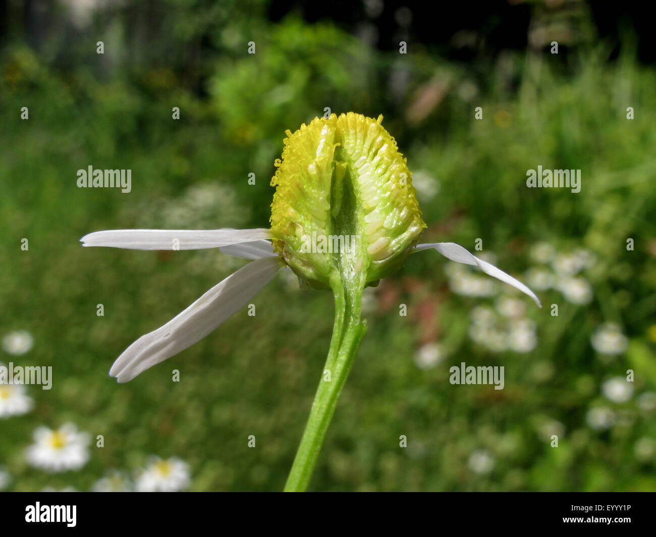 scented mayweed, german chamomile, german mayweed (Matricaria chamomilla, Matricaria recutita), longitudinal cut through an inflorescence, Germany, North Rhine-Westphalia Stock Photo