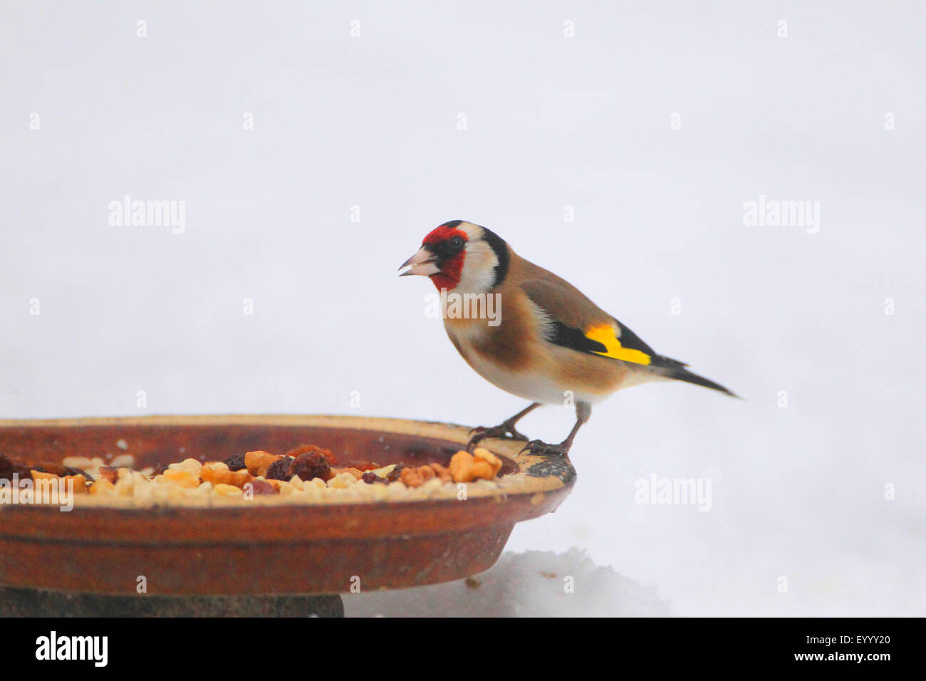 Eurasian goldfinch (Carduelis carduelis), bird feeding in winter, Germany Stock Photo