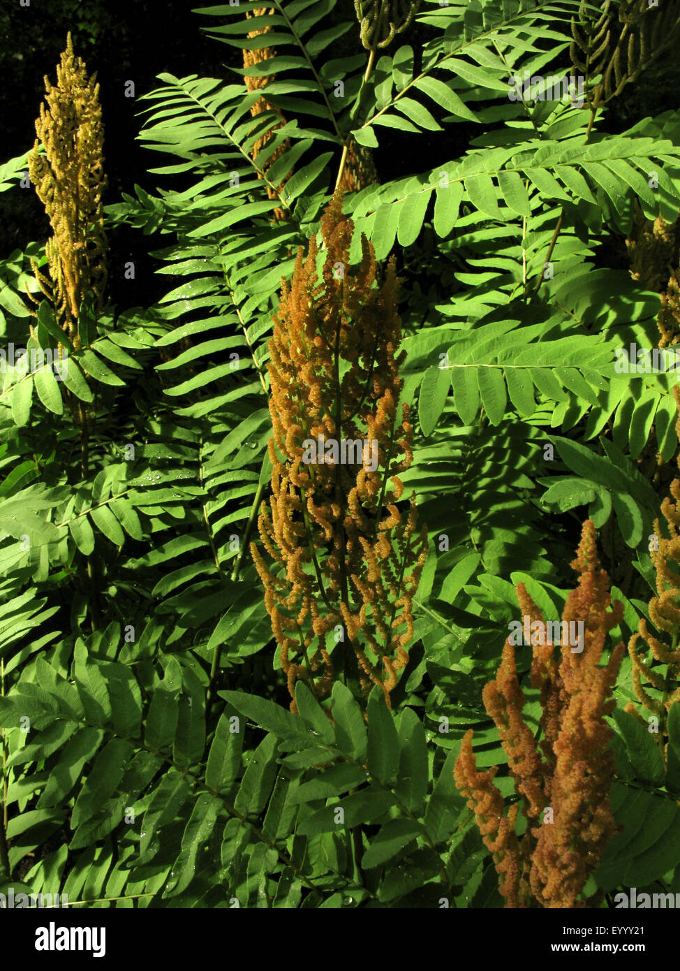 royal fern (Osmunda regalis), with sporophylls , Germany Stock Photo