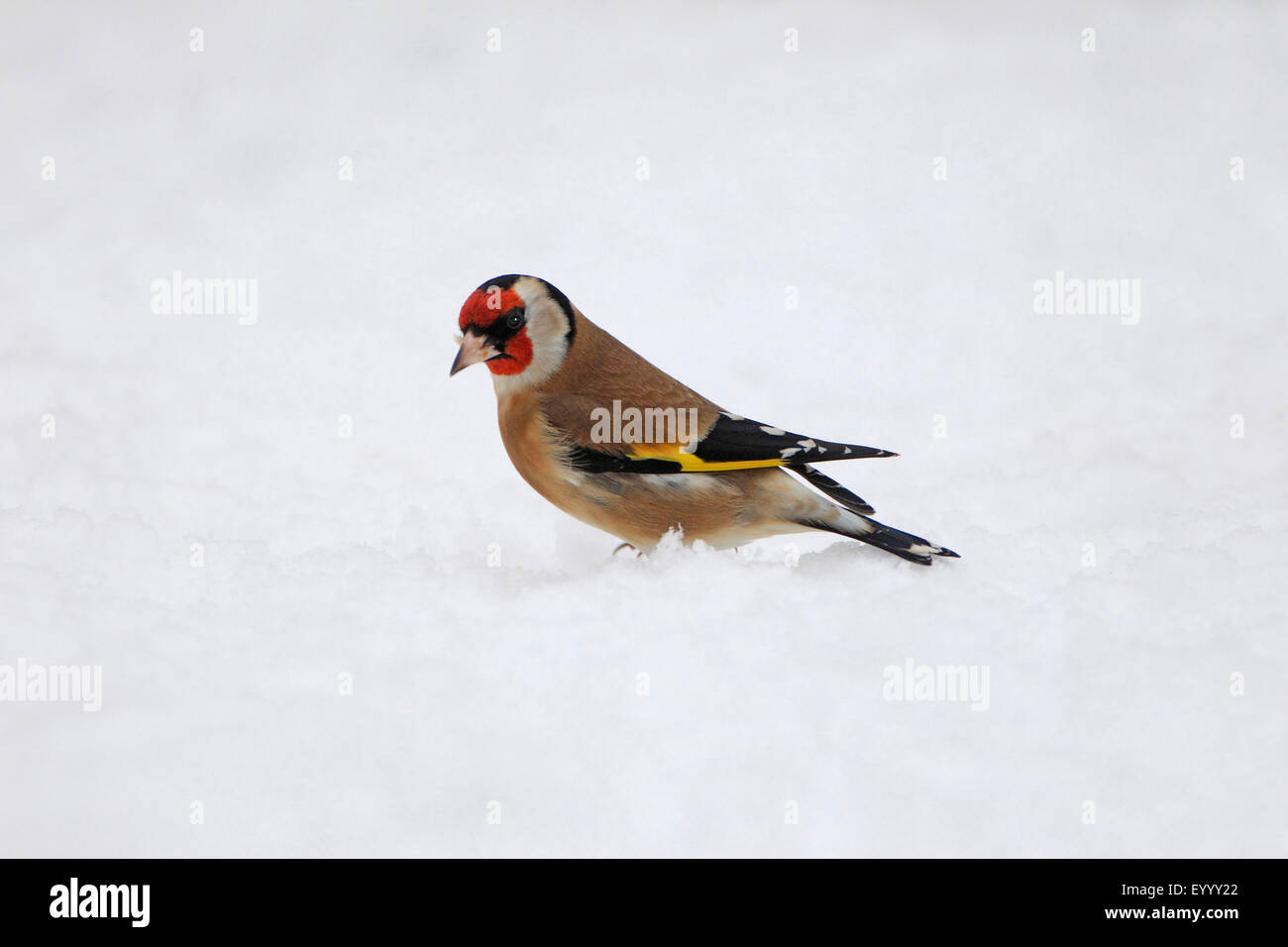 Eurasian goldfinch (Carduelis carduelis), on the feed in winter, Germany Stock Photo