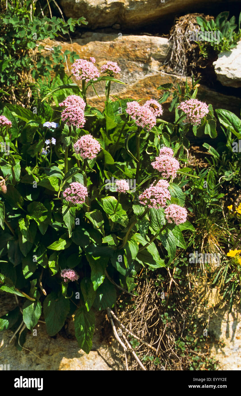 dwarf valerian (Valeriana montana), blooming, Germany Stock Photo