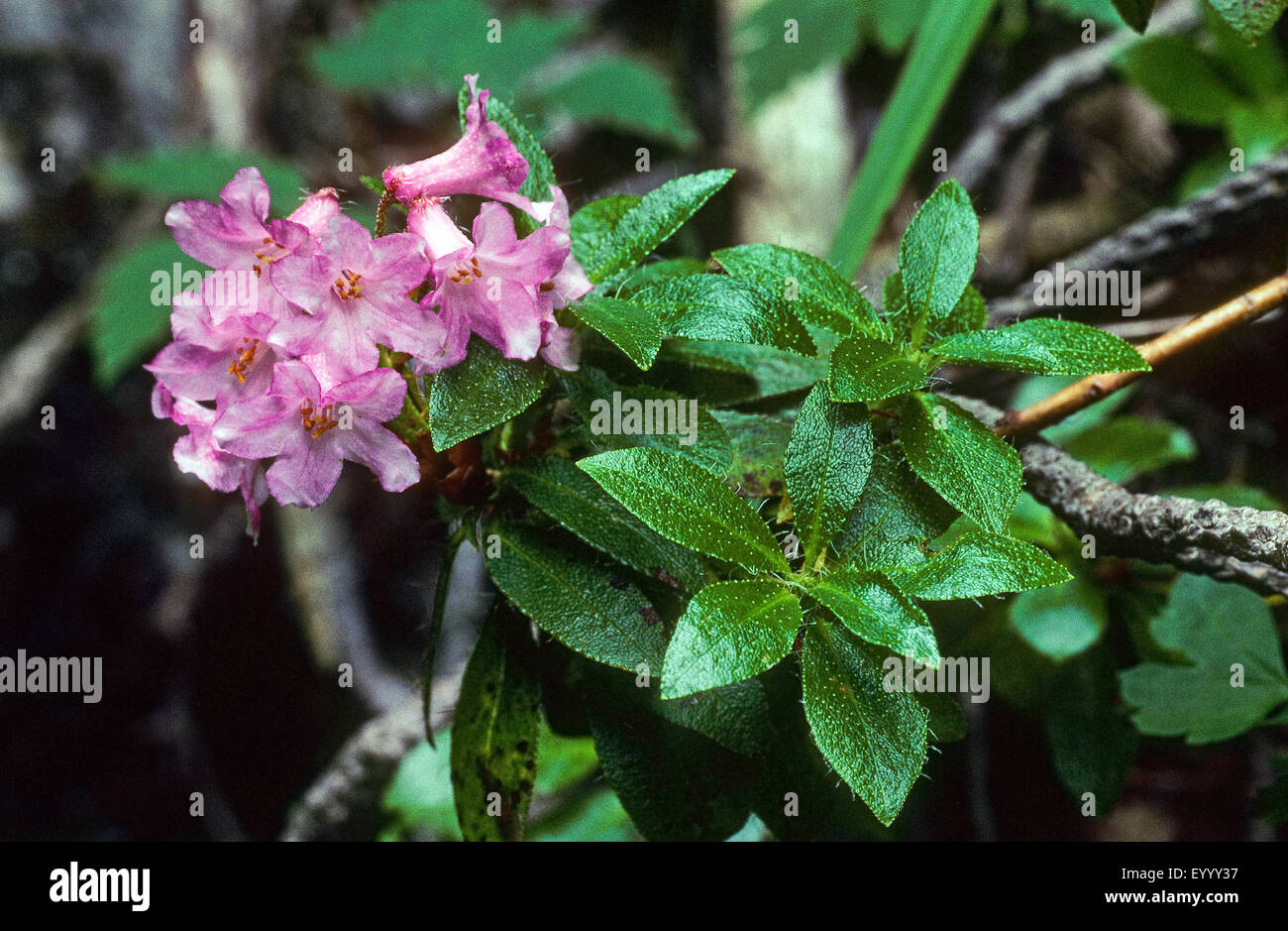 hairy alpine rose (Rhododendron hirsutum), blooming, Germany Stock Photo
