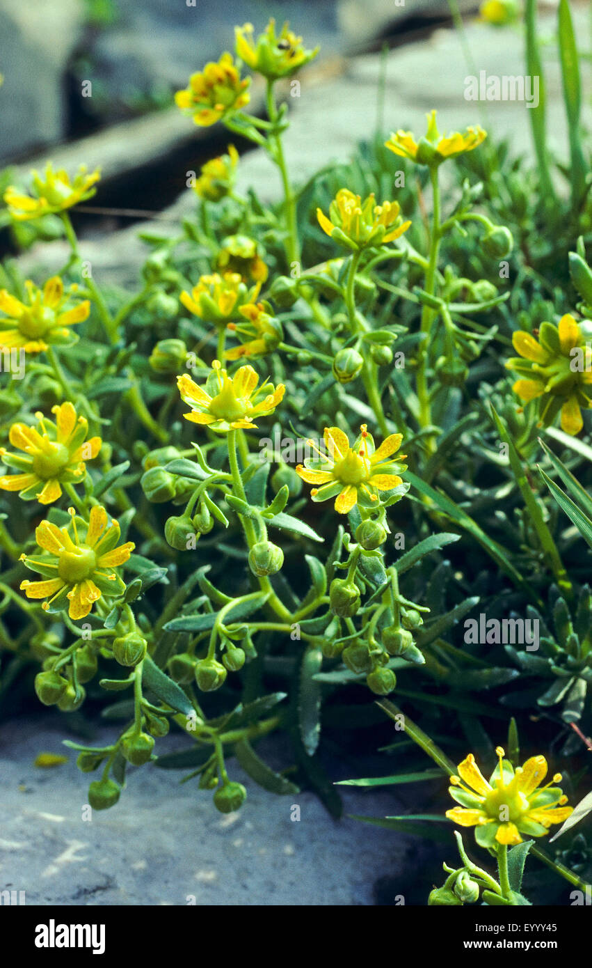 yellow saxifrage, yellow mountain saxifrage, evergreen saxifrage (Saxifraga aizoides), blooming, Germany Stock Photo
