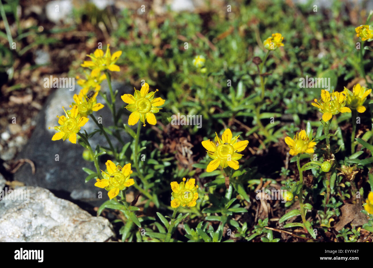 yellow saxifrage, yellow mountain saxifrage, evergreen saxifrage (Saxifraga aizoides), blooming, Germany Stock Photo