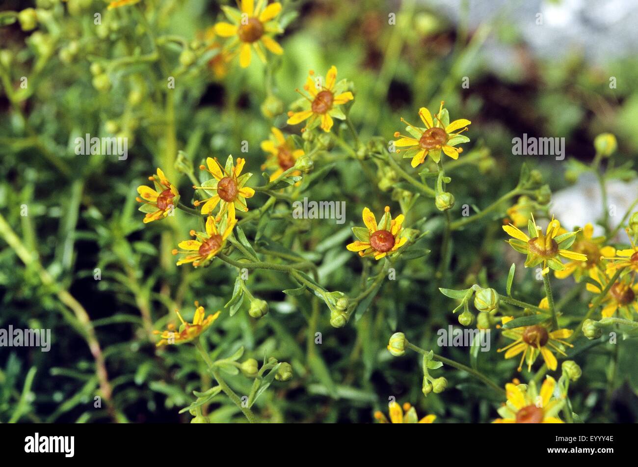 yellow saxifrage, yellow mountain saxifrage, evergreen saxifrage (Saxifraga aizoides), blooming, Germany Stock Photo