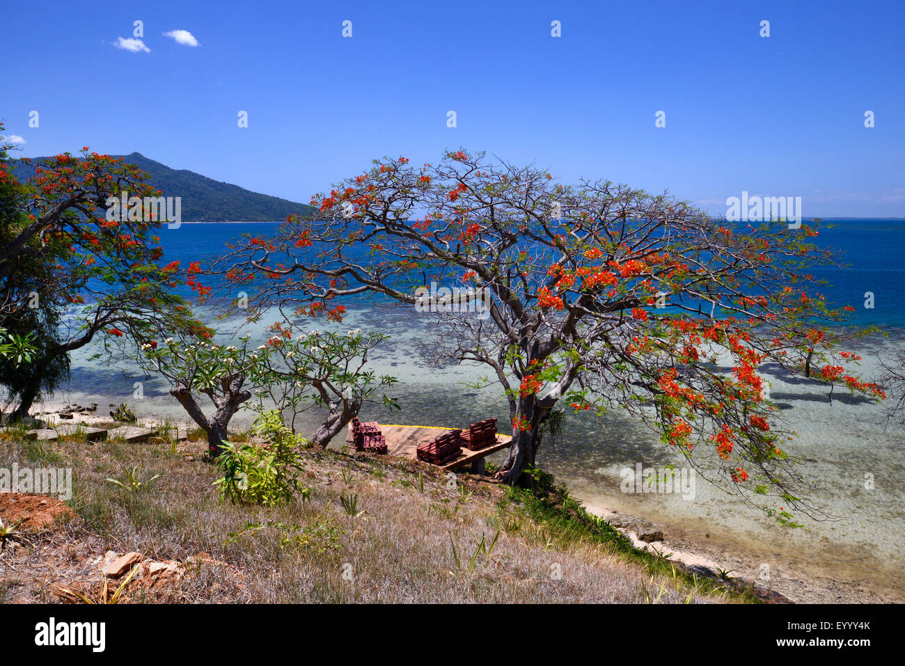 Royal poinciana, Flamboyant, Flame tree (Delonix regia), dream beach at the coast of Ankifi with view to Nosy Komba, Madagascar, Ankifi Stock Photo