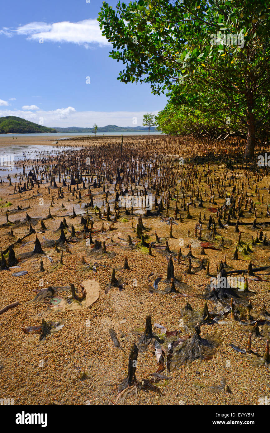 mangroves in Nosy Be, Madagascar, Nosy Be, Lokobe Reserva Stock Photo