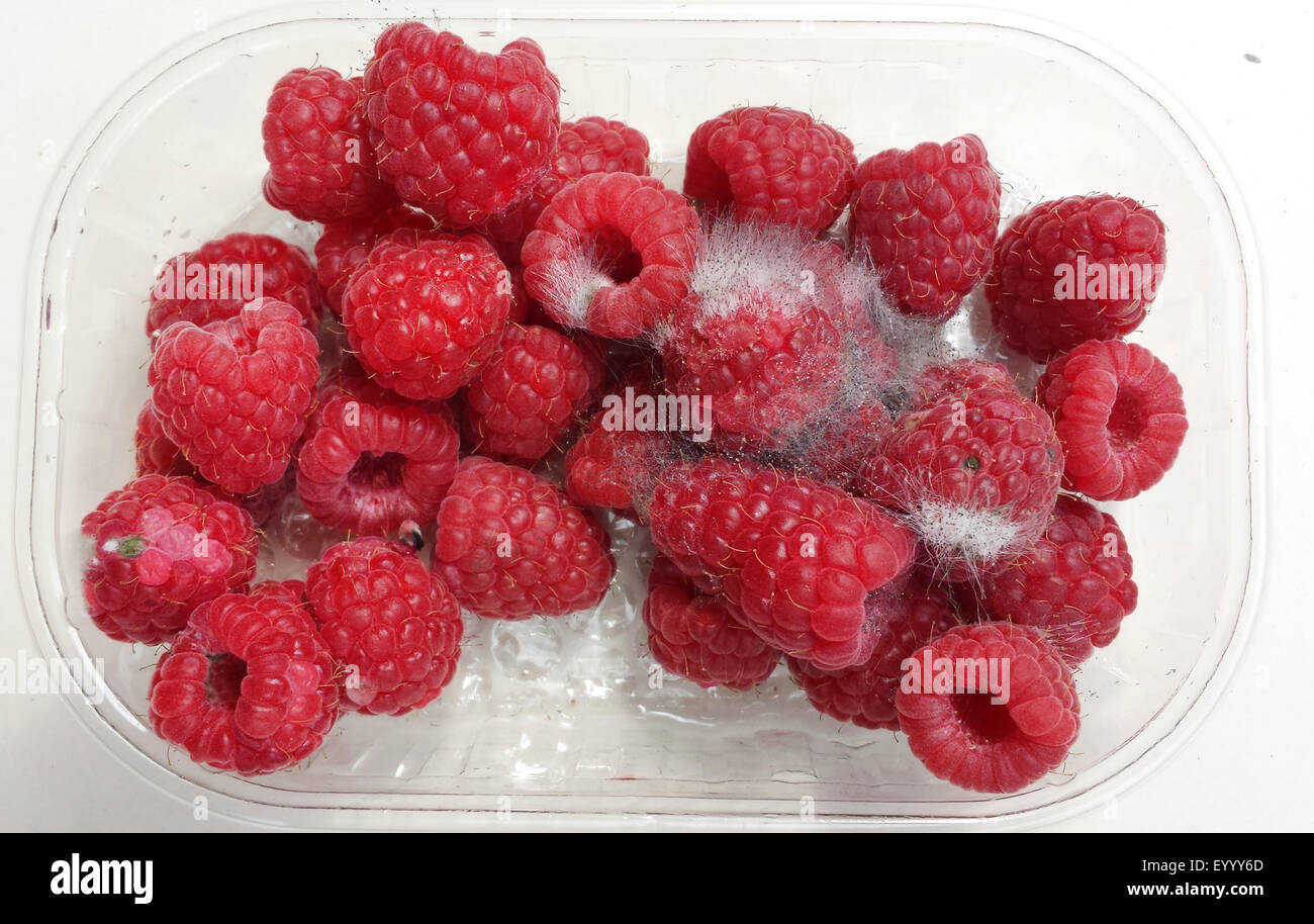 mouldy raspberries, Germany Stock Photo