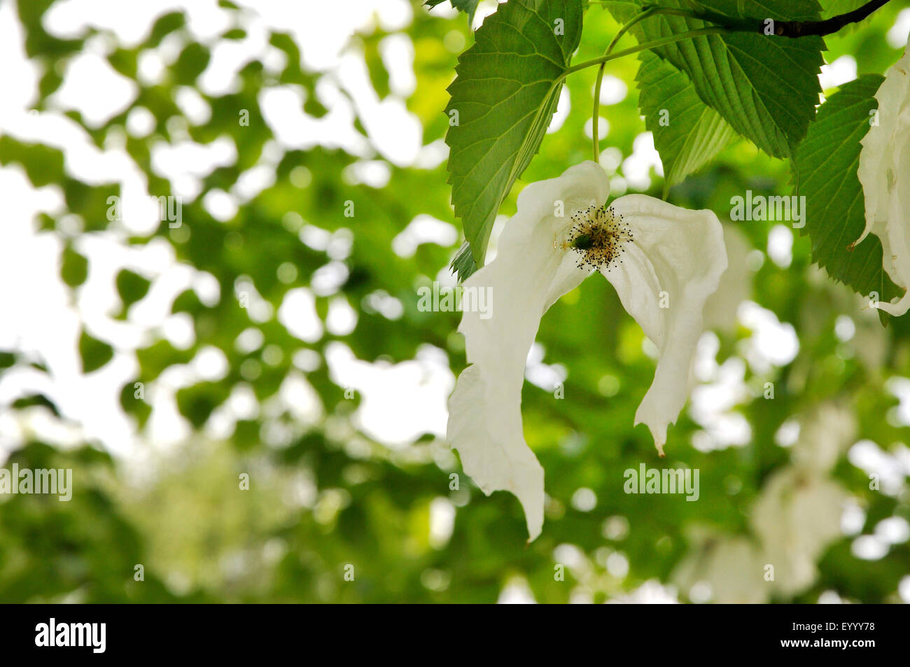 pocket-handkerchief tree (Davidia involucrata), inflorescence Stock Photo