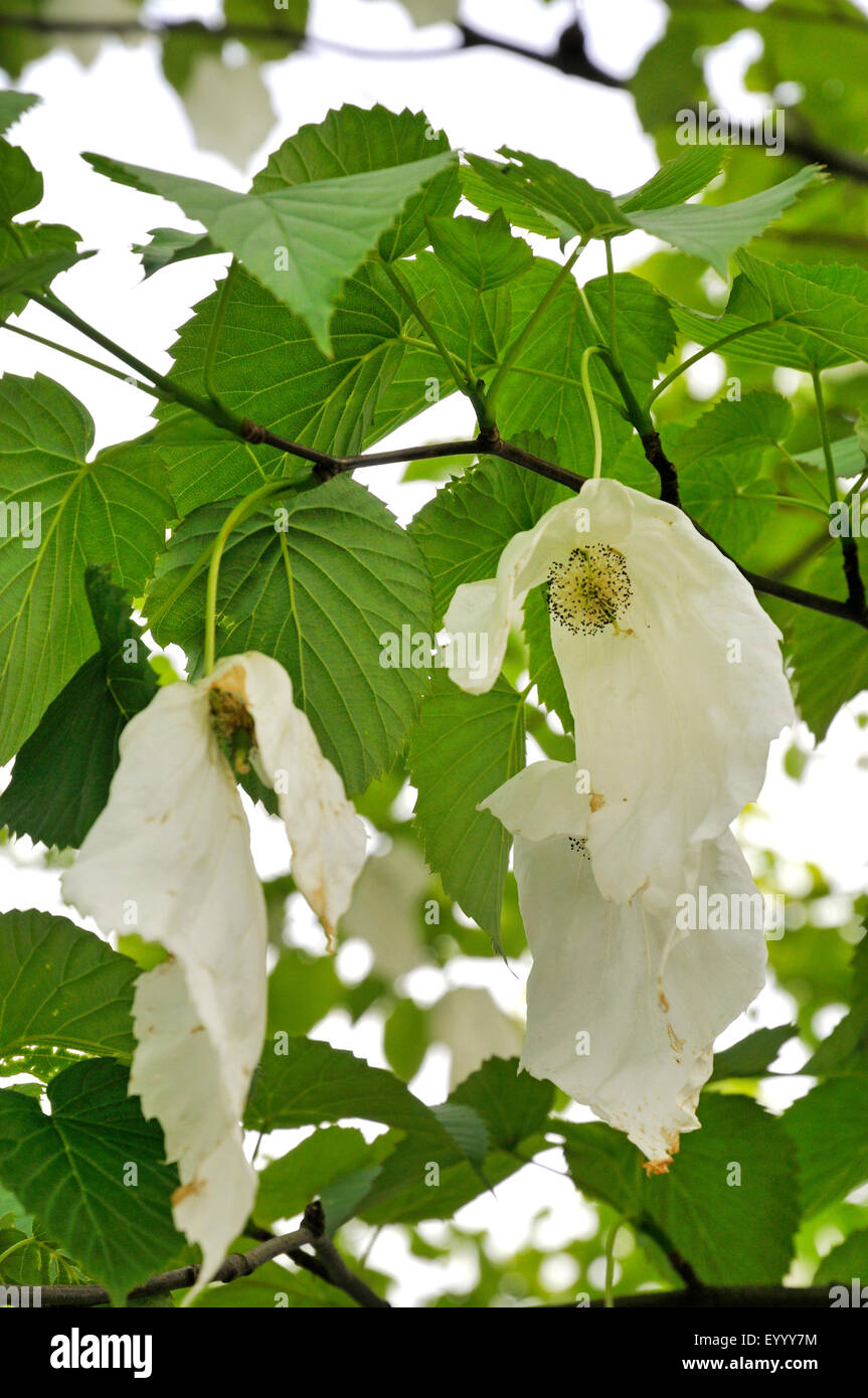 pocket-handkerchief tree (Davidia involucrata), blooming Stock Photo