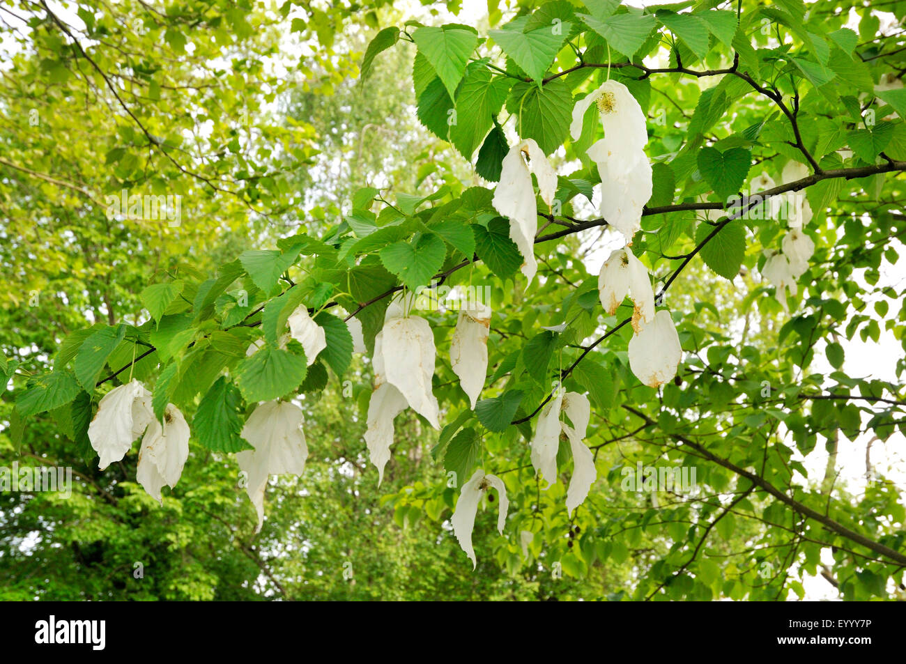 pocket-handkerchief tree (Davidia involucrata), blooming Stock Photo