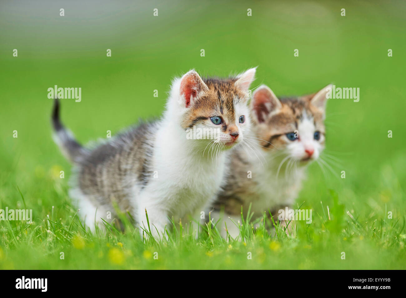 domestic cat, house cat (Felis silvestris f. catus), two six weeks old kittens in a meadow, Germany Stock Photo