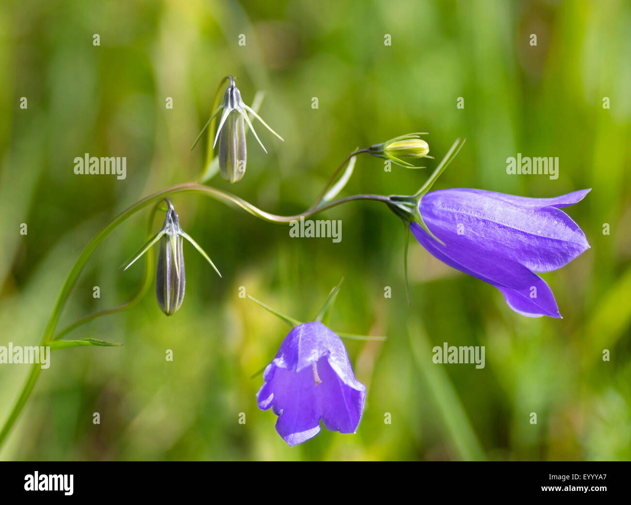 lady's-thimble, scotch bluebell, harebell (Campanula rotundifolia), flowers, Austria, Tyrol, Lechtaler Alpen Stock Photo