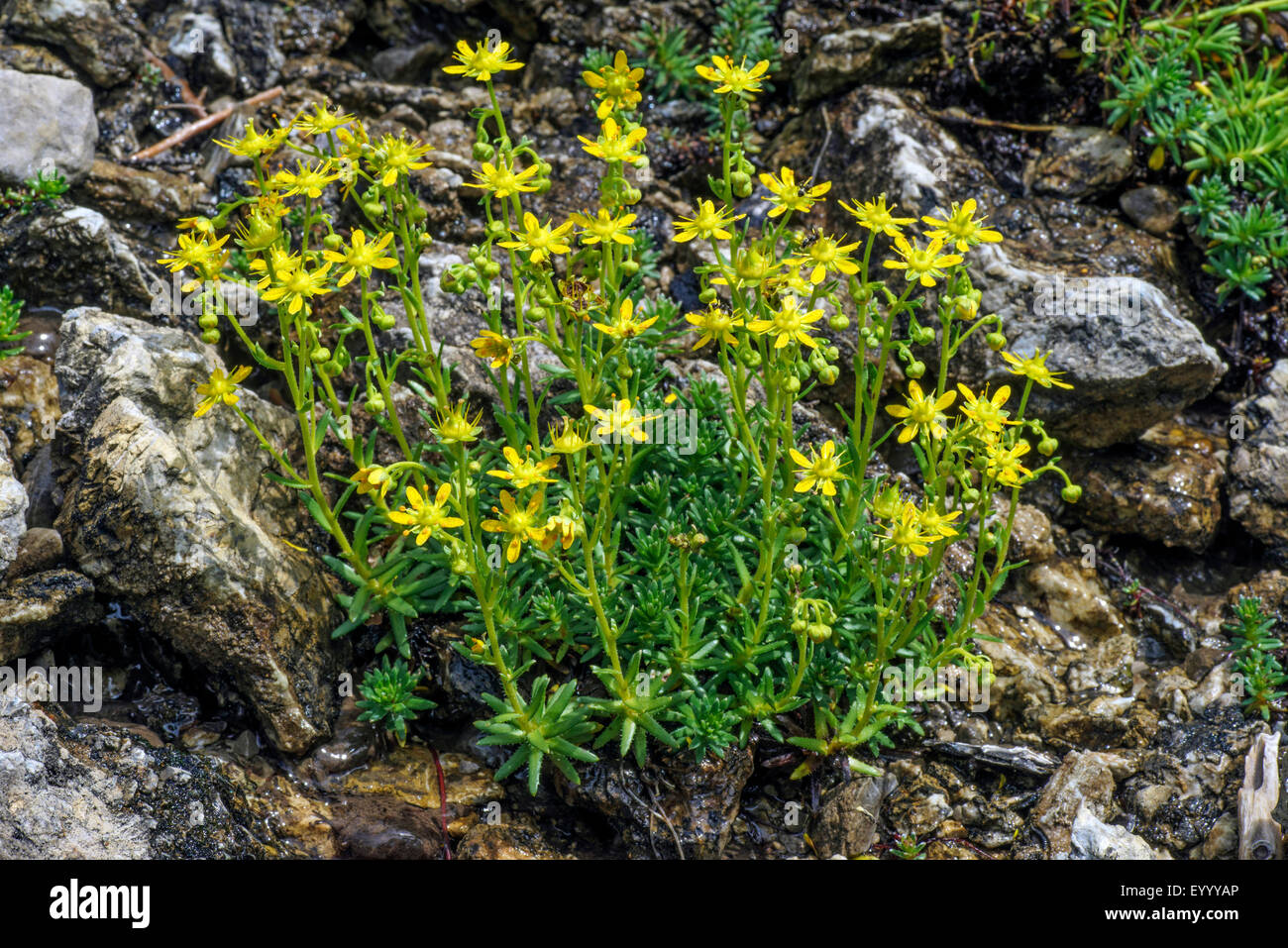 yellow saxifrage, yellow mountain saxifrage, evergreen saxifrage (Saxifraga aizoides), blooming, Austria, Tyrol, Lechtaler Alpen Stock Photo