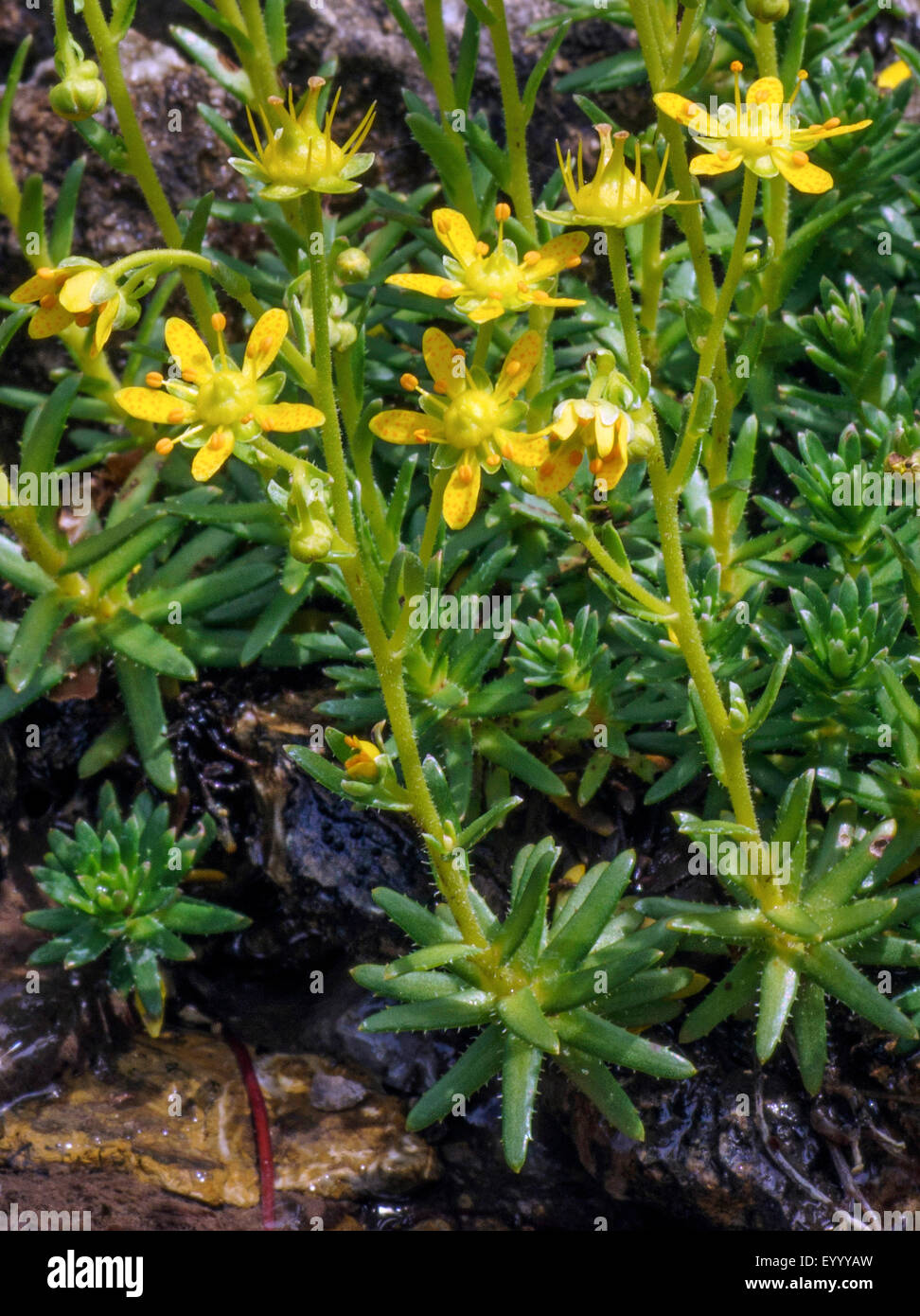 yellow saxifrage, yellow mountain saxifrage, evergreen saxifrage (Saxifraga aizoides), blooming, Austria, Tyrol, Lechtaler Alpen Stock Photo