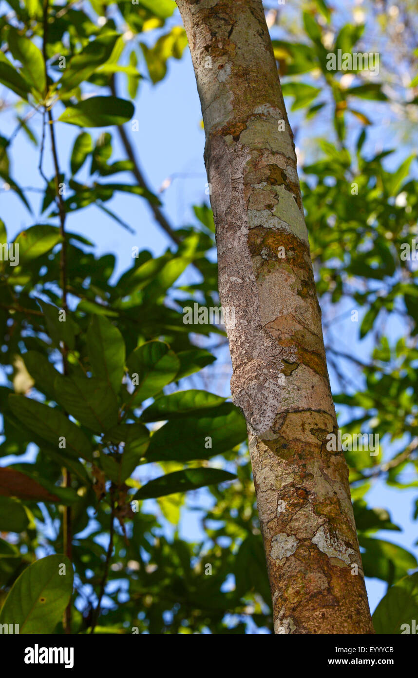 Henkel's Leaf-tailed Gecko (Uroplatus henkeli), tests on a tree trunk perfectly camouflaged, Madagascar, Nosy Be, Lokobe Reserva Stock Photo