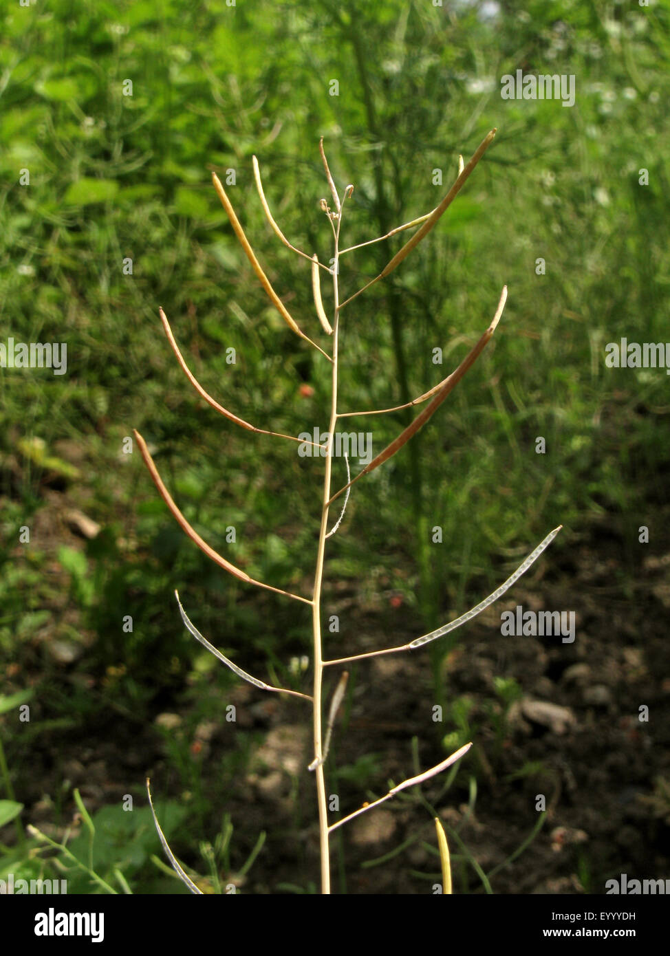 mouse-ear cress, thale cress, Wall-cress (Arabidopsis thaliana), infructescence, Germany, North Rhine-Westphalia Stock Photo