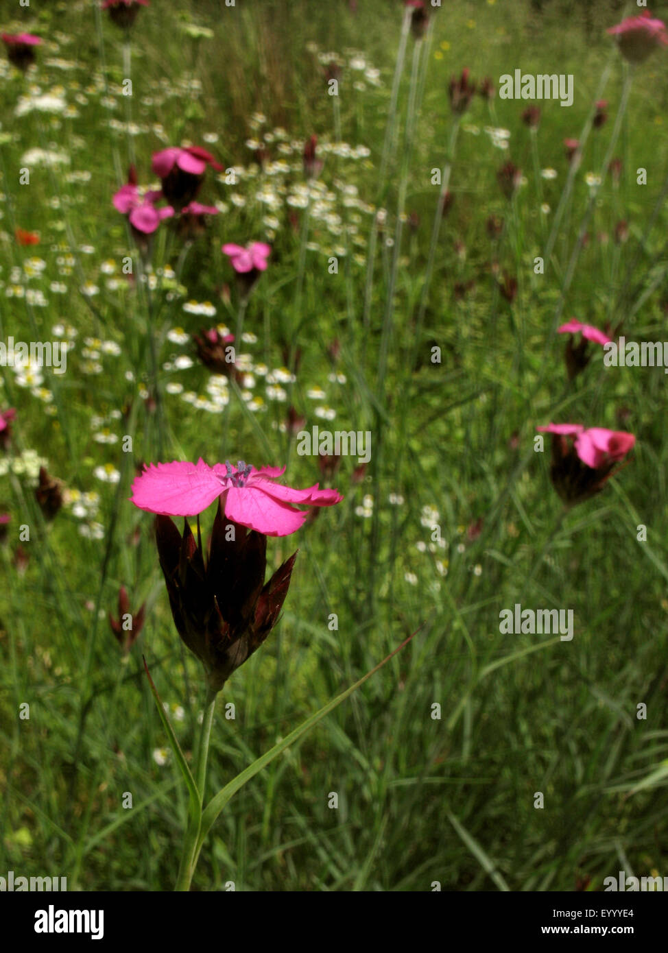 Carthusian pink, Clusterhead pink (Dianthus carthusianorum), blooming in a meadow, Germany Stock Photo
