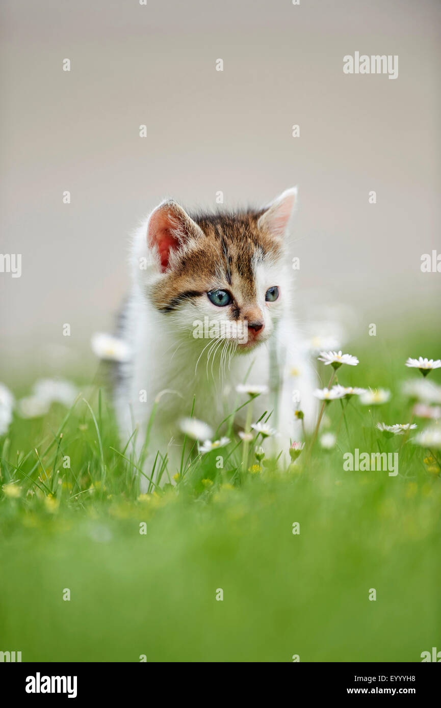 domestic cat, house cat (Felis silvestris f. catus), six weeks old kitten in a meadow, Germany Stock Photo
