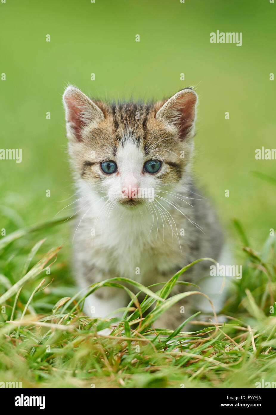 domestic cat, house cat (Felis silvestris f. catus), six weeks old kitten in a meadow, Germany Stock Photo