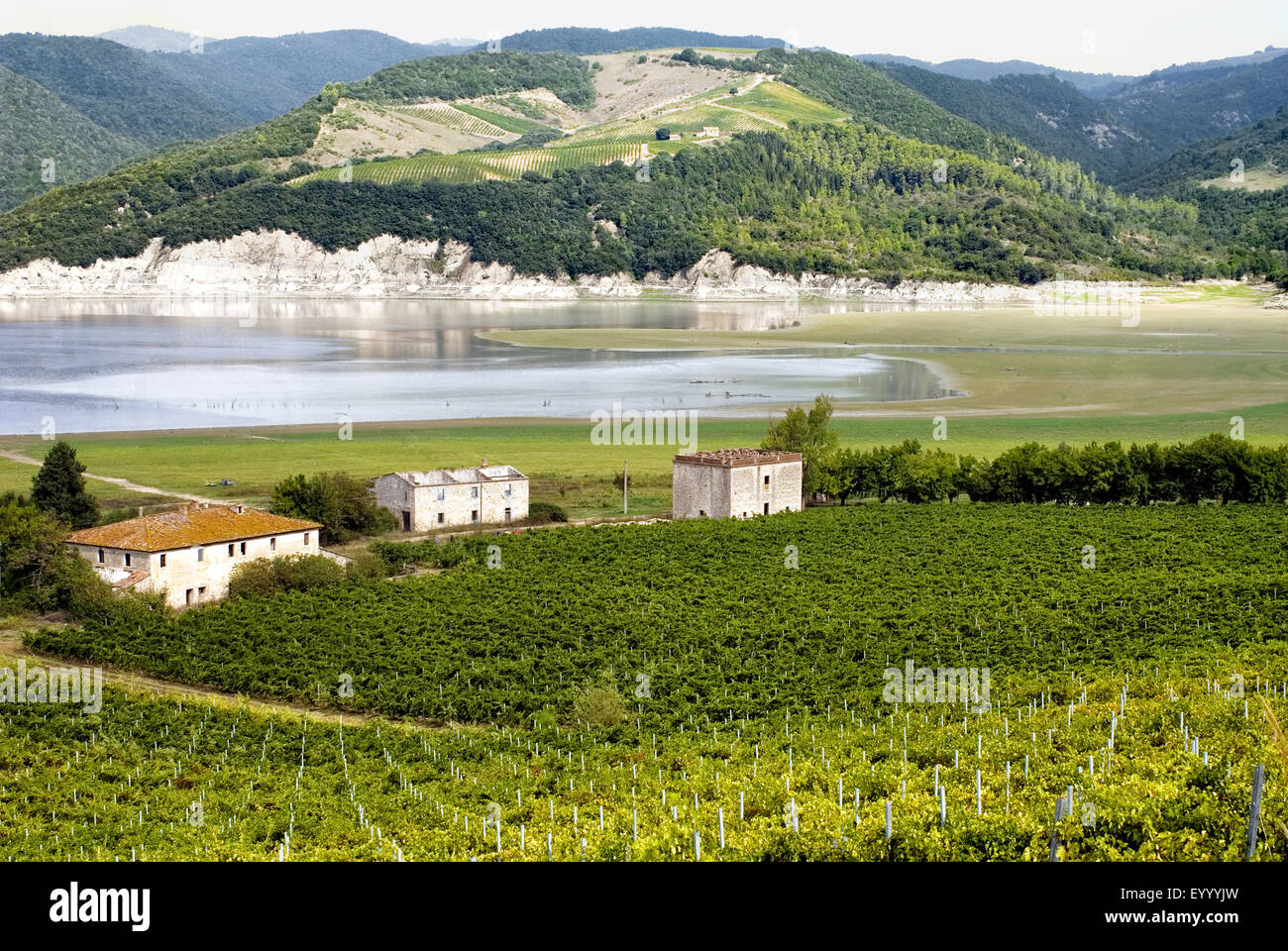 vineyards at the Lake of Corbara, Italy, Umbria, Corbara Stock Photo
