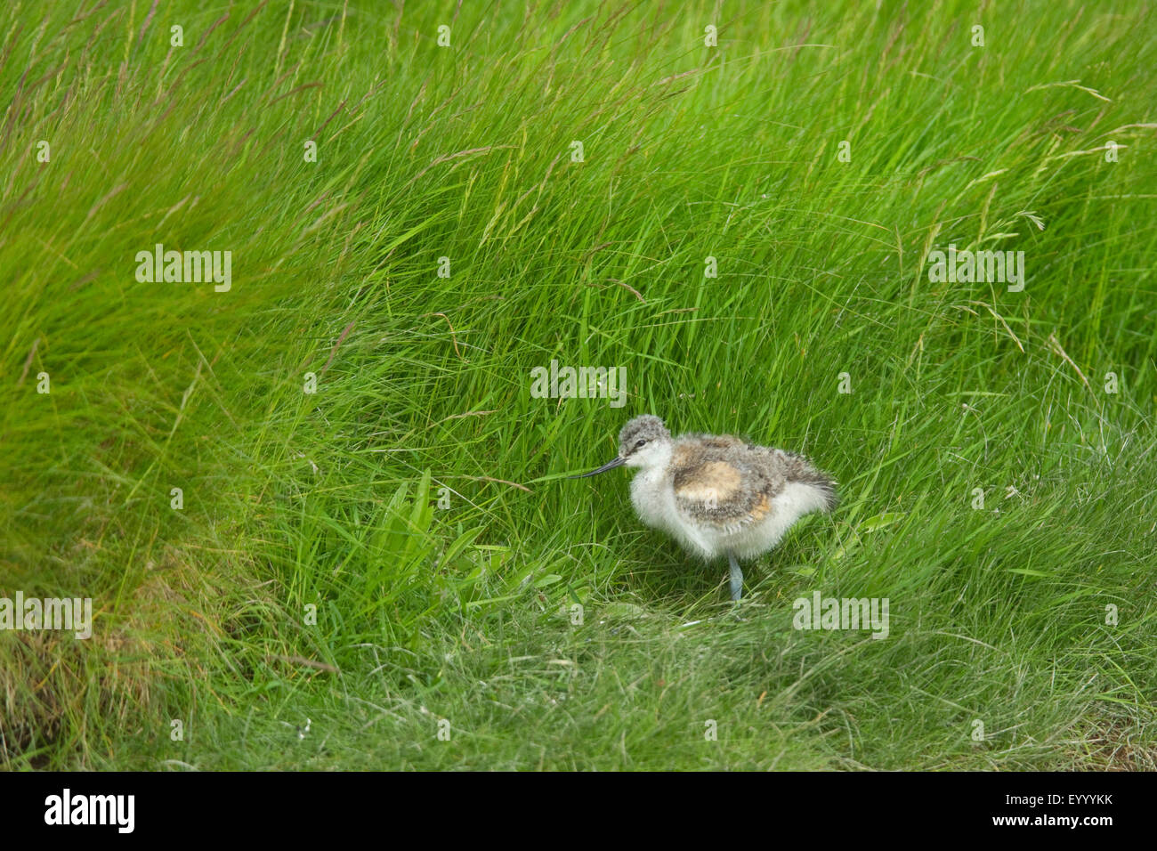 pied avocet (Recurvirostra avosetta), chick seeks shelter from the wind, Netherlands Stock Photo