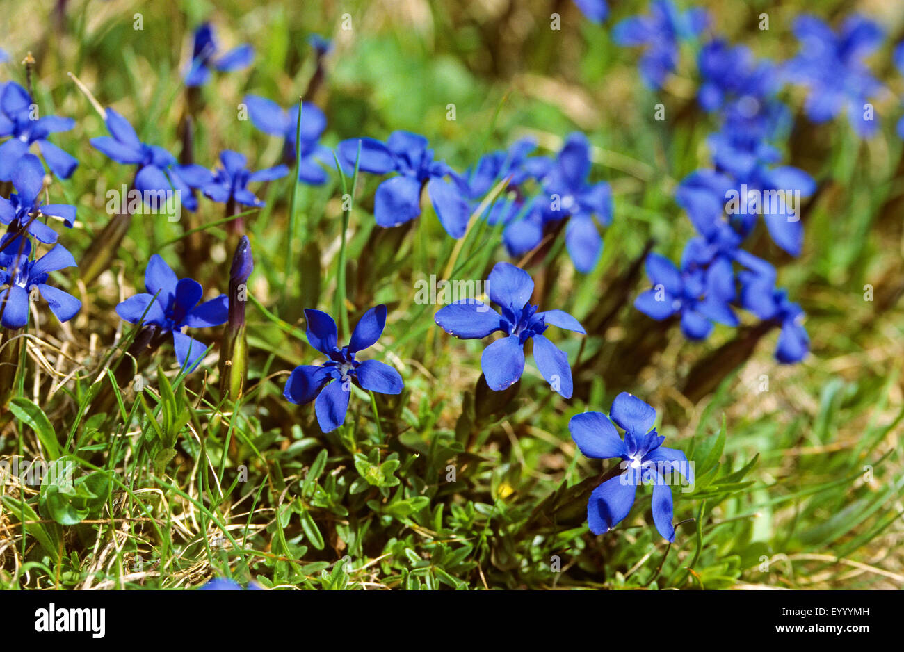 spring gentian (Gentiana verna), blooming in a meadow, Germany Stock Photo