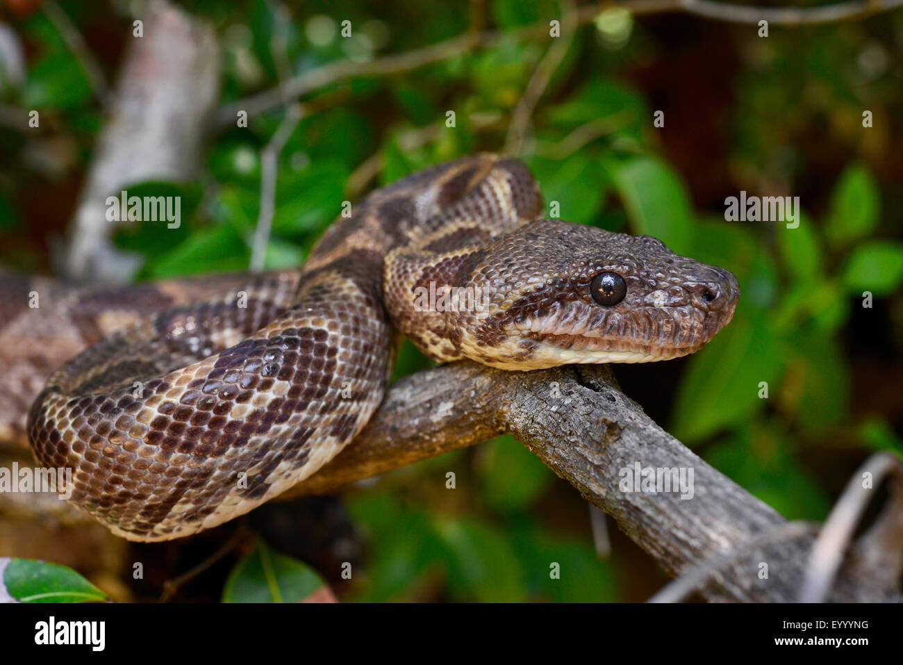 Madagascar tree boa (Sanzinia madagascariensis), climbs on a tree ...