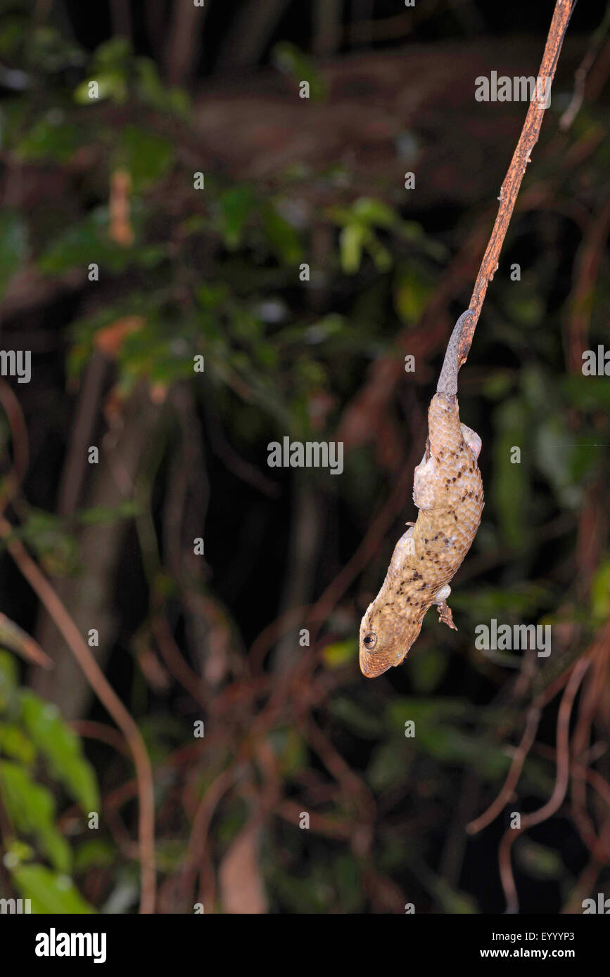 Fishscale Gecko (Geckolepis sp. ), sits on a twig head first, Madagascar, Nosy Be, Lokobe