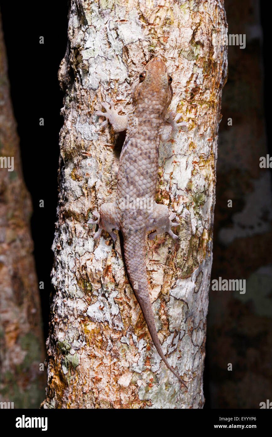 Fishscale Gecko (Geckolepis sp. ), well camouflaged on a