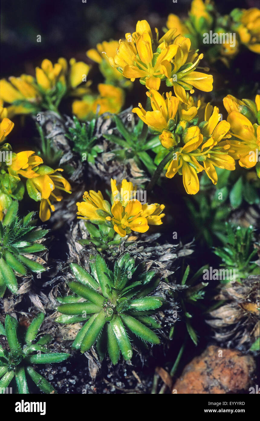 Yellow whitlow-grass, Yellow whitlow grass (Draba aizoides), blooming, Germany Stock Photo
