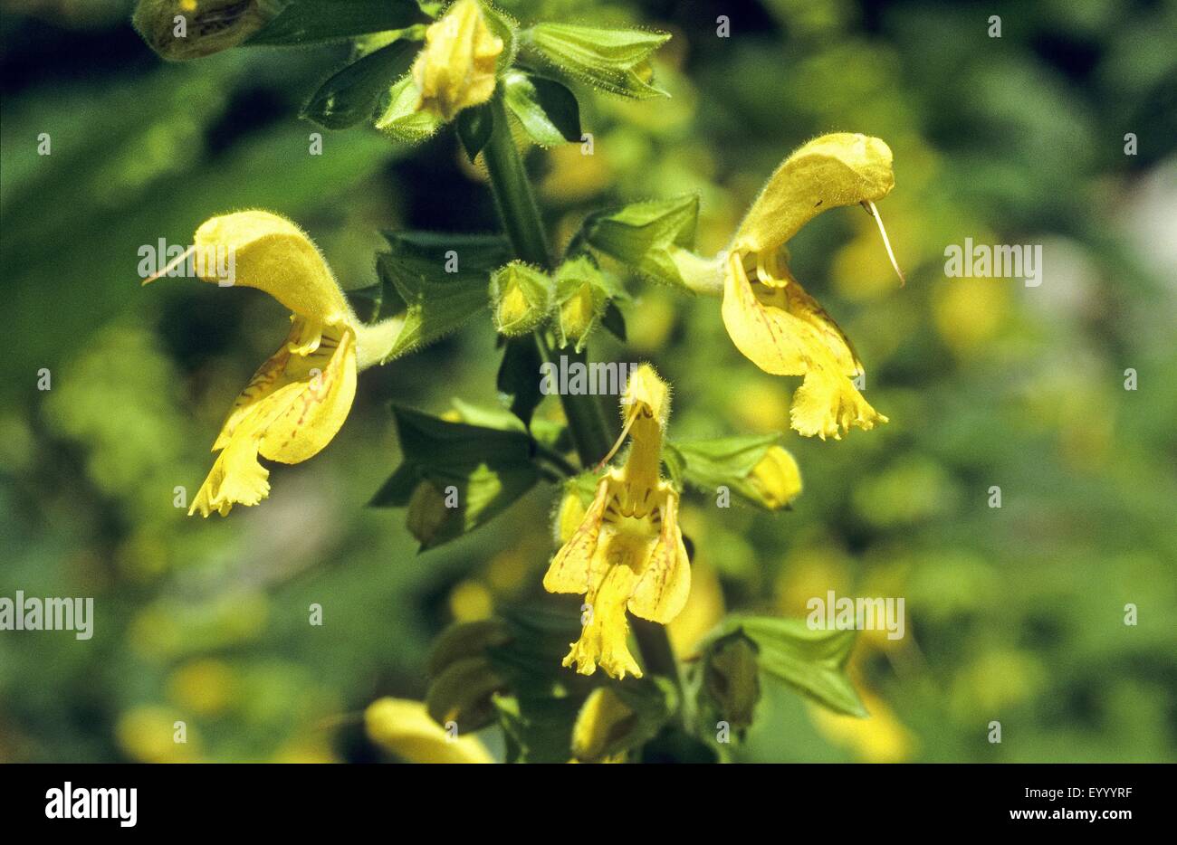 Hardy sage, Sticky sage (Salvia glutinosa), blooming, Germany Stock Photo