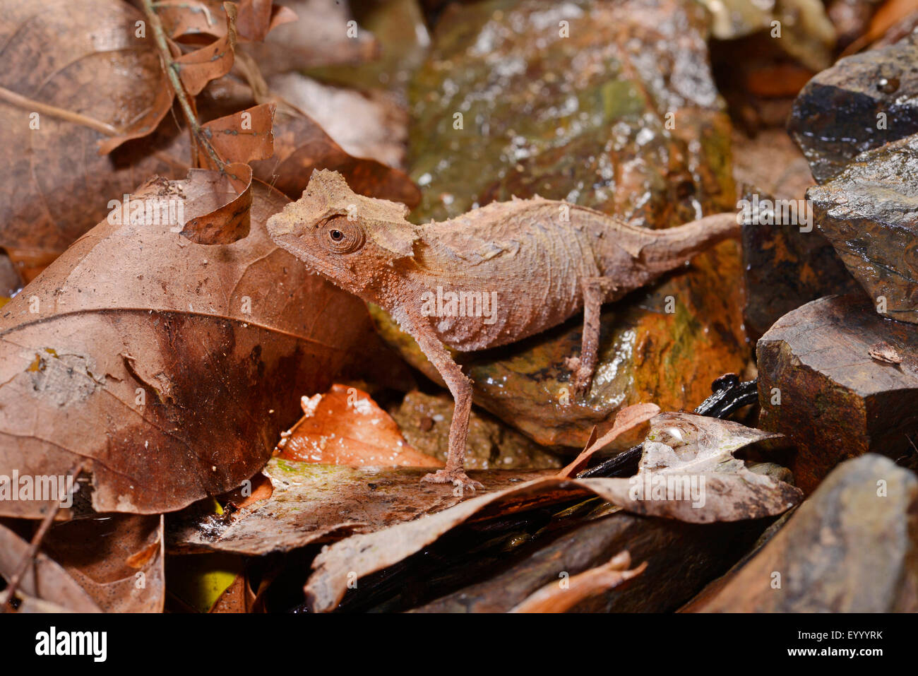 Plated leaf chameleon (Brookesia stumpfii), on fallen leaves on the ground, Madagascar, Nosy Be, Lokobe Reserva Stock Photo