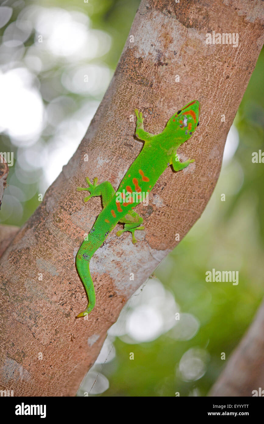 madagascar giant day gecko (Phelsuma madagascariensis grandis, Phelsuma grandis), at a tree trunk, Madagascar, Cap Diego Stock Photo