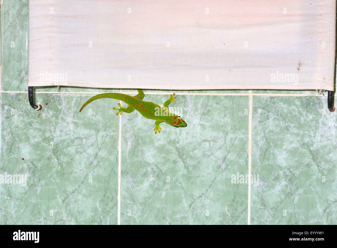 madagascar giant day gecko (Phelsuma madagascariensis grandis, Phelsuma grandis), sits on the tiles in a bathroom, Madagascar, Cap Diego Stock Photo