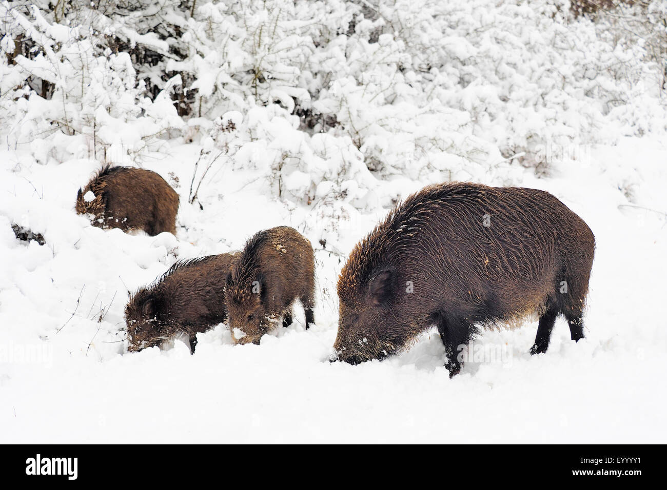 wild boar, pig, wild boar (Sus scrofa), sounder of wild boar on the feed in winter, Germany, Baden-Wuerttemberg Stock Photo