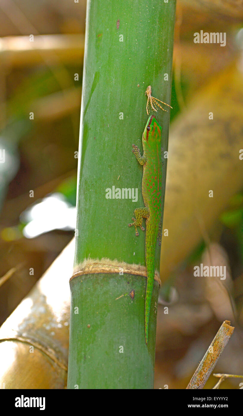 Seipp's day gecko (Phelsuma seippi), Seipp's day gecko lurking on a cicada at a bamboo stem, Madagascar, Ankifi Stock Photo