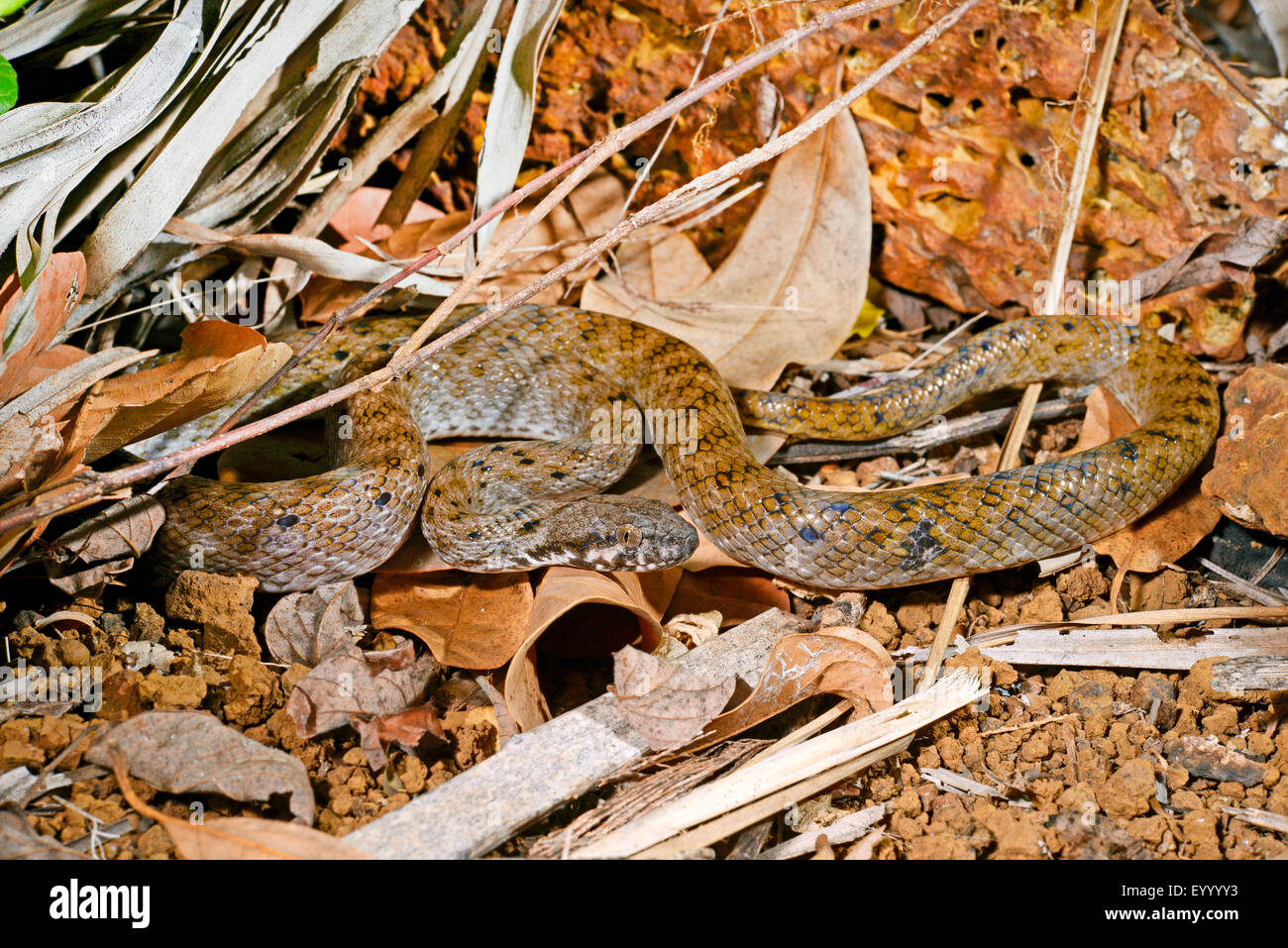 Madagascar cat eyed snake (Madagascarophis colubrinus), amongst fallen ...