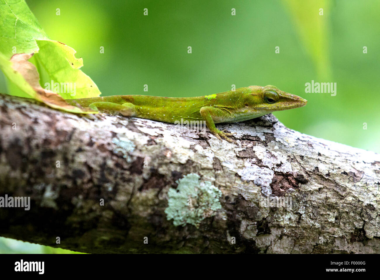 green anole (Anolis carolinensis), change of colour from green to brown, sitting on a branch, USA, Florida Stock Photo
