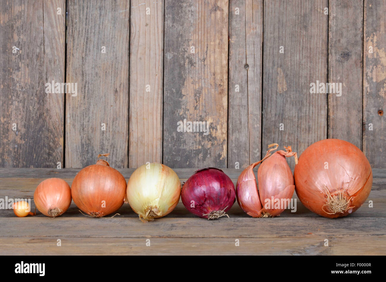 Garden onion, Bulb Onion, Common Onion (Allium cepa), different kinds ...