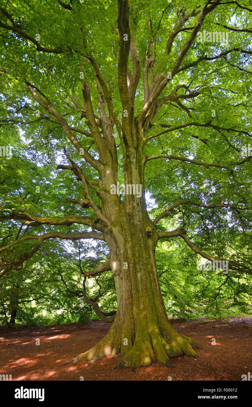 common beech (Fagus sylvatica), in ancient forest of Sababurg , Germany, Hesse, Reinhardswald Stock Photo