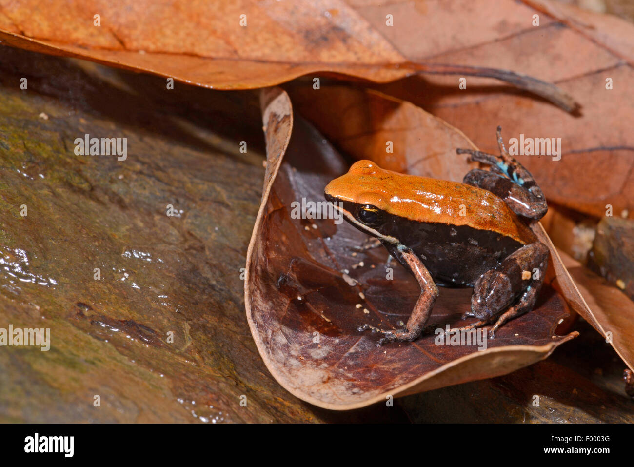 Betsileo Golden Frog, Bronze Mantella, Brown Mantella (Mantella