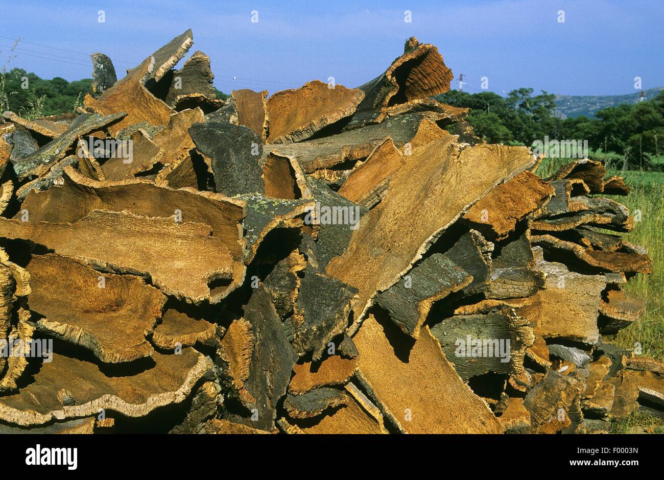 Harvested cork tree quercus suber hires stock photography and images