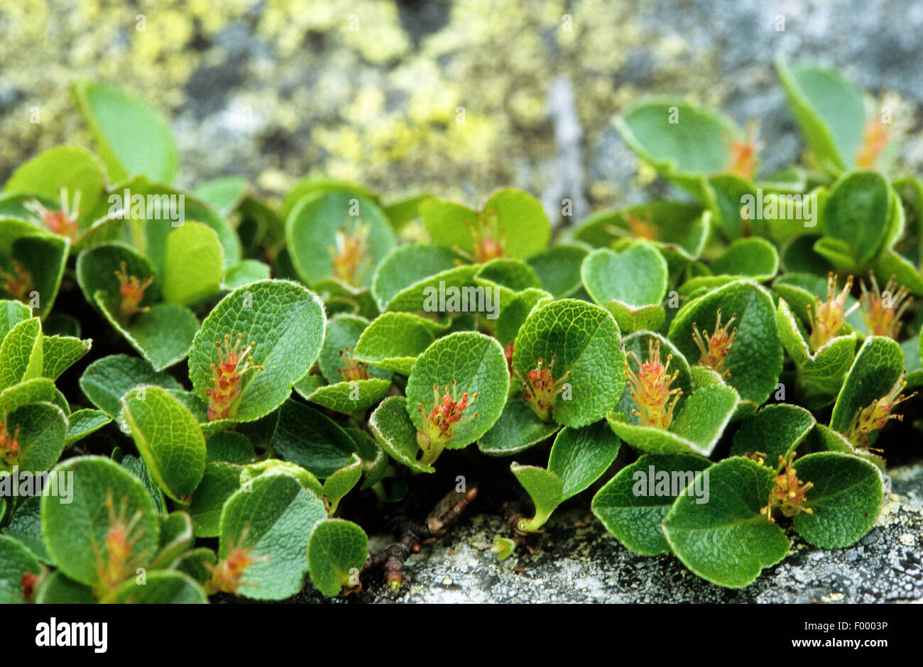Dwarf willow salix herbacea blooming hi-res stock photography and images -  Alamy