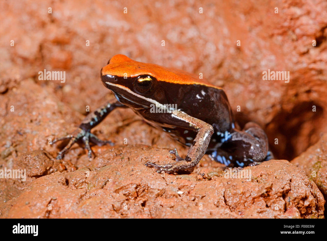 Betsileo Golden Frog, Bronze Mantella, Brown Mantella (Mantella